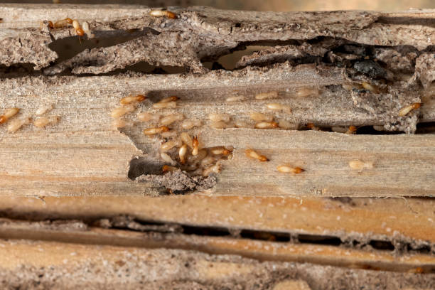 Best Ant Control Services  in Whitesburg, KY