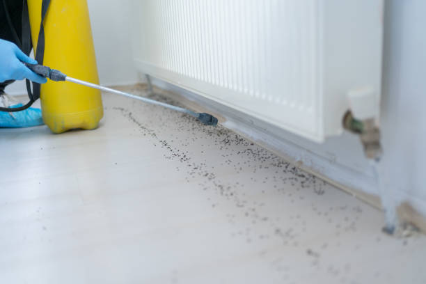 Best Wasp Removal Services  in Whitesburg, KY